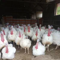 بوقلمون پروار