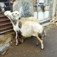 2رس میش افشارانتیک