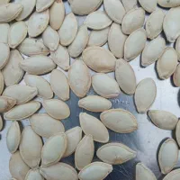 تخمه کدو