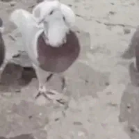 تعدادی کفتر قاطی|پرنده|شیراز, نیستان|دیوار