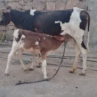 گاو گوساله