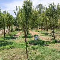 فروش باغ در بهترین نقطه فریدن اصفهان