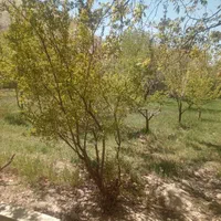 زریندشت-1000متر-ویلا