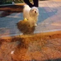 باسلام یک عدد توله سگ سفید ماده بفروش میرسد