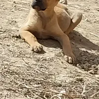 توله|سگ|چناران, |دیوار