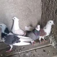 دوجفت کبوتر