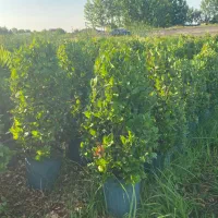 ۵۰۰عددیاس نیم زباله