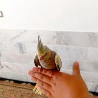 رژ لب