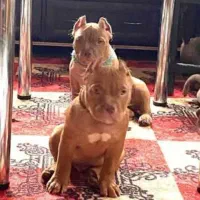 واگذاری توله پیتبول