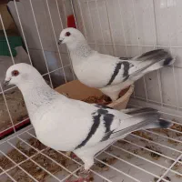 جفت کبوتر شامی روی تخم جنت شهر