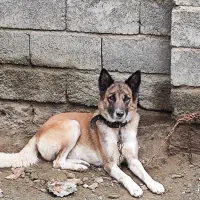 سگ ژرمن نگهبان