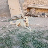 سگ سرابی|سگ|شهرکرد, |دیوار