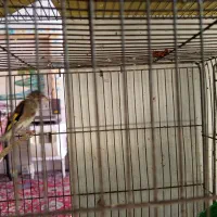 قناری نر و ماده|پرنده|ابهر, |دیوار