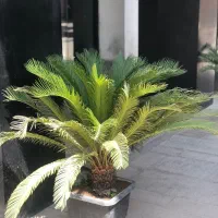 سیکاس ۴ ساله فقط ۳/۵۰۰|گل و گیاه طبیعی|تهران, گلستان (شهرک راه آهن)|دیوار