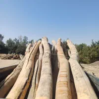 خرید چوب های باغی و میوه ای|خدمات باغبانی و درختکاری|ملایر, |دیوار