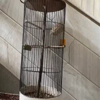 قفس گلدونی فوری|گل و گیاه طبیعی|قم, قم نو|دیوار