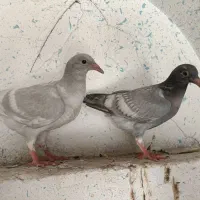 کبوتر|پرنده|شیراز, زند|دیوار