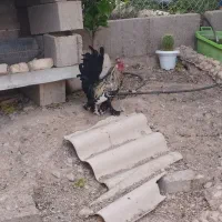 خروس جوان