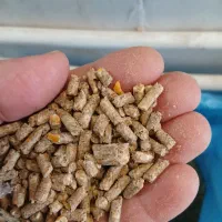 عرضه انواع خوراک