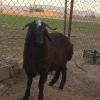 یک راس بره نر