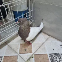 کبوتر سینه قهوی|پرنده|اهواز, شهرک رزمندگان|دیوار