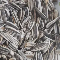 تخمه خام درشت وتازه|خوردنی و آشامیدنی|ماهنشان, |دیوار