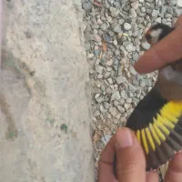سهره نر|پرنده|پارسآباد, |دیوار