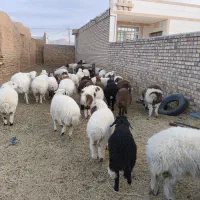 فروش .بره سفید پشم شیر