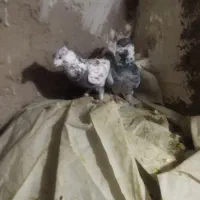 دوتا نر تهرونی