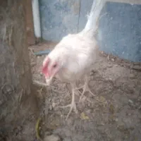 مرغ و خروس