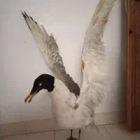 فرش ۴ منری پرنده خشک شده