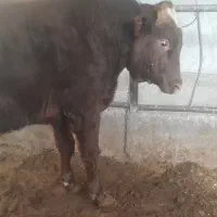 گاو... گوساله نر سیمینتال .