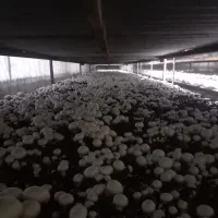 مشاوره ساخت کمپوست ومواد اولیه  قارچ صفر تا صد