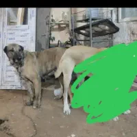 گم شده سگ ماده