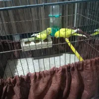 مرغ عشق|پرنده|شیراز, تندگویان|دیوار