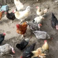 تخم مرغ محلی نطفه دار|حیوانات مزرعه|قائمشهر, |دیوار