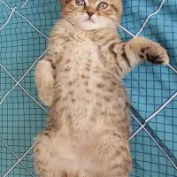 بچه گربه نژاد دار|گربه|کرمان, |دیوار