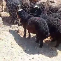 دامداری