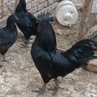 مرغ و خروس ایام سمانی