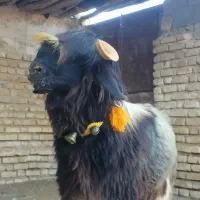 بره قوچ  کهره  بز  میش|حیوانات مزرعه|شیراز, گویم|دیوار