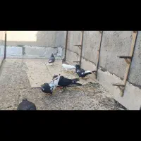 کبوتر پرشی