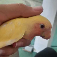 طوطی برزیلی|پرنده|پردیس, فاز ۳|دیوار