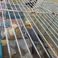 عروس هلندی