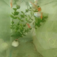 بچه ماهی پلاتی خونی و ماهی گوپی فول رد بزرگ|ماهی|تویسرکان, |دیوار