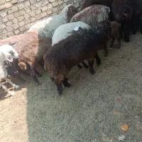 گوسفند همه مدل از ریز و درشت بره و میش و بز