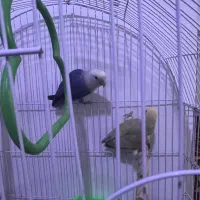 پرنده|پرنده|بجنورد, |دیوار