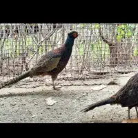 مرغ و خروس پاکستانی