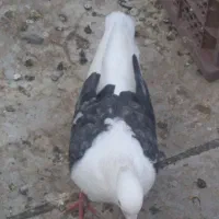 فروش دوکت