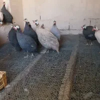مرغ شاخدار 4 ماهه رنگ خاص سرایان
