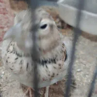 قناری مست بخون